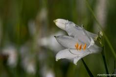 Blüte einer Alpen-Paradieslilie