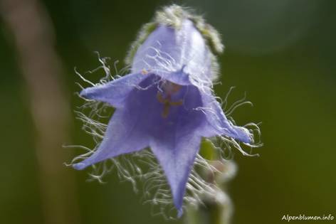 Hellblaue Blüte einer Bärtigen Glockenblume (Campanula barbata)