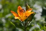 Orangefarbene Blüte einer Feuer-Lilie