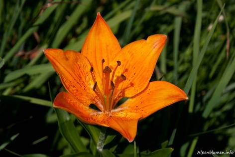Orangefarbene Blüte einer Feuer-Lilie (Lilium bulbiferum)