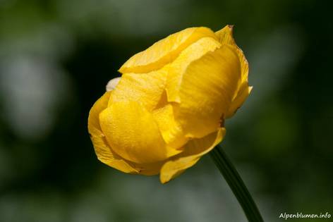 Gelbe Blüte einer Trollblume (Trollius europaeus)
