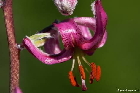 Einzelne Blüte einer Türkenbund-Lilie (Lilium martagon)